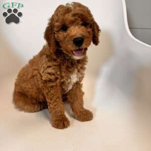 Tao, Mini Goldendoodle Puppy